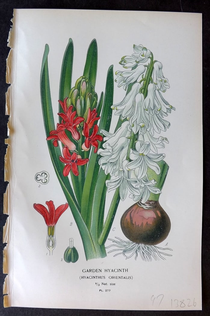Step, Edward 1897 Antique Botanical Print. Garden Hyacinth 277: Chromolithograph Published 1896-97 by Frederick Warne & Co., London for "Favourite Flowers of Garden and Greenhouse" by Edward Step and William Watson. Paper Size: 9.5 x 6 inch (24 x 15cm) Good Condit