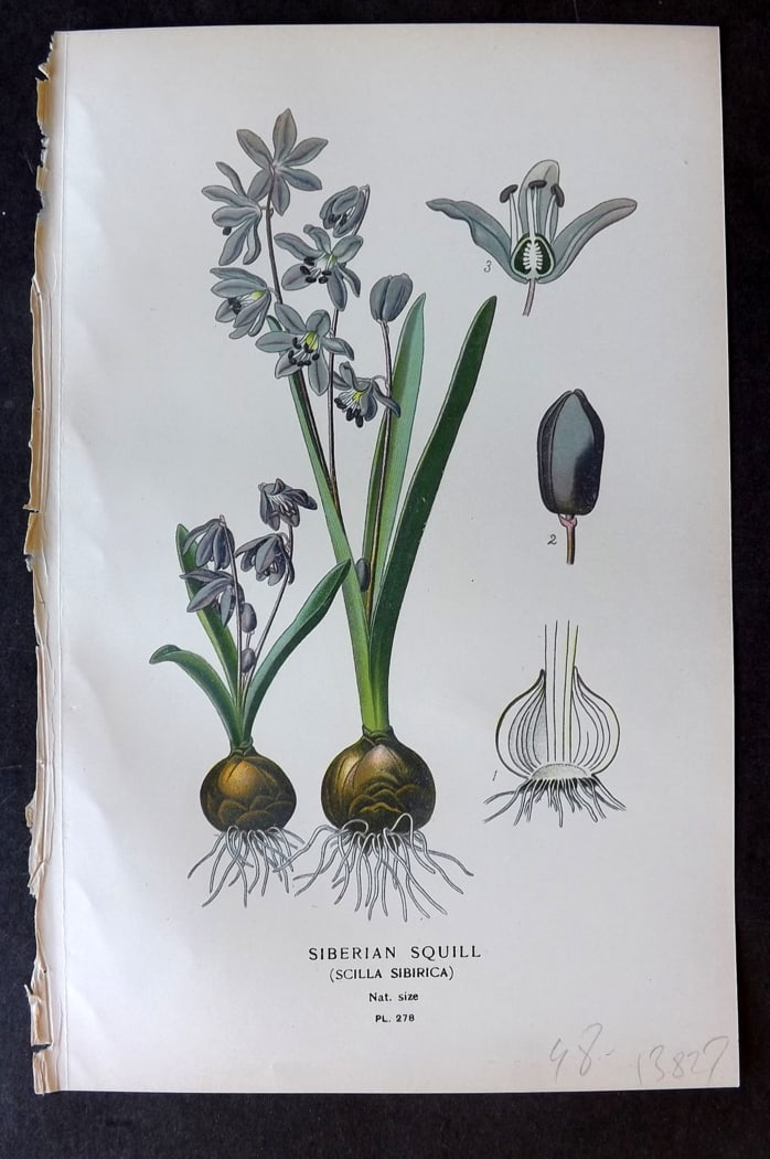Step, Edward 1897 Antique Botanical Print. Siberian Squill 278: Chromolithograph Published 1896-97 by Frederick Warne & Co., London for "Favourite Flowers of Garden and Greenhouse" by Edward Step and William Watson. Paper Size: 9.5 x 6 inch (24 x 15cm) Good Condit