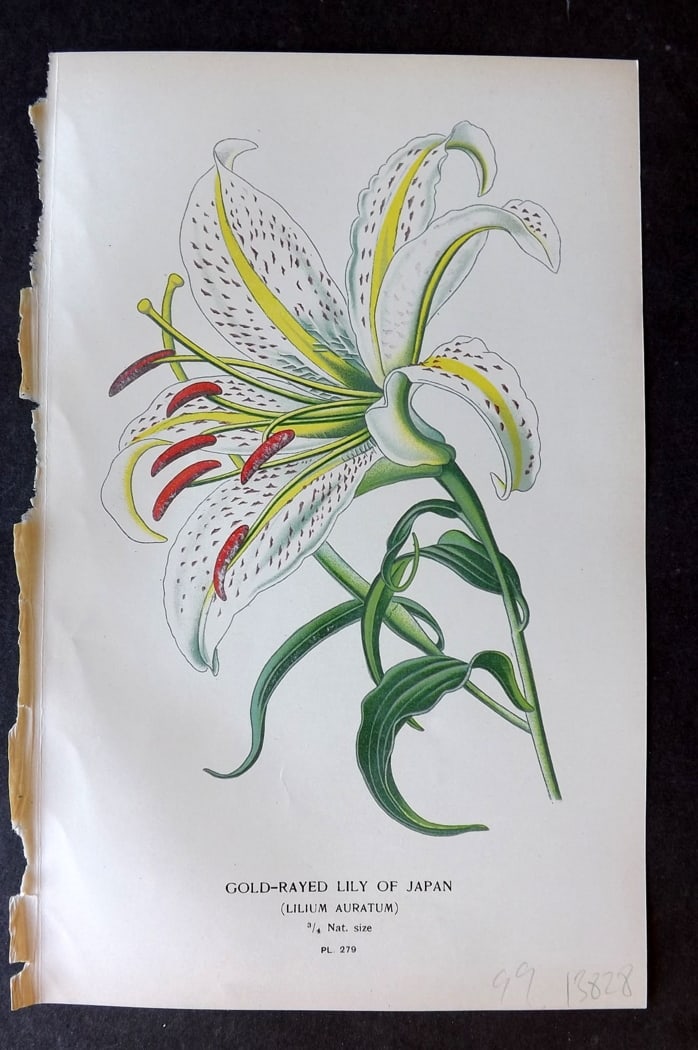 Step, Edward 1897 Antique Botanical Print. Gold-Rayed Lily of Japan 279: Chromolithograph Published 1896-97 by Frederick Warne & Co., London for "Favourite Flowers of Garden and Greenhouse" by Edward Step and William Watson. Paper Size: 9.5 x 6 inch (24 x 15cm) Good Condit