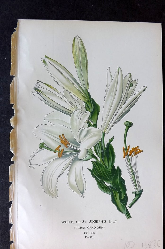 Step, Edward 1897 Antique Botanical Print. White or St. Joseph's Lily 281 (1 of 1)