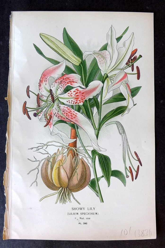 Step, Edward 1897 Antique Botanical Print. Showy Lily 282: Chromolithograph Published 1896-97 by Frederick Warne & Co., London for "Favourite Flowers of Garden and Greenhouse" by Edward Step and William Watson. Paper Size: 9.5 x 6 inch (24 x 15cm) Good Condit