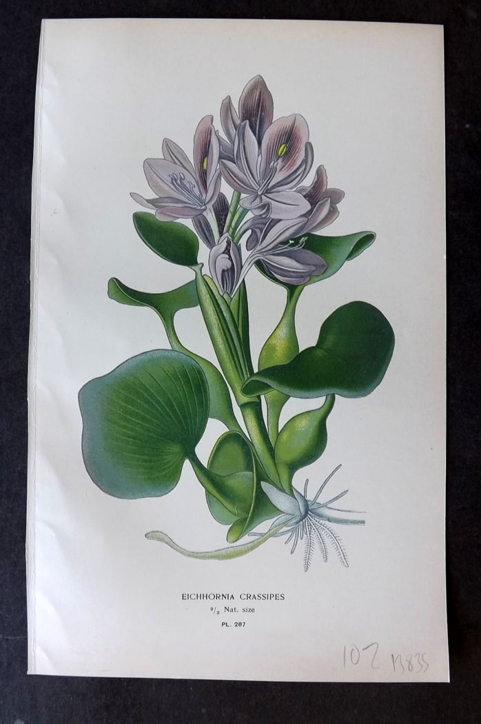 Step, Edward 1897 Antique Botanical Print. Eichornia Crassipes 287: Chromolithograph Published 1896-97 by Frederick Warne & Co., London for "Favourite Flowers of Garden and Greenhouse" by Edward Step and William Watson. Paper Size: 9.5 x 6 inch (24 x 15cm) Good Condit