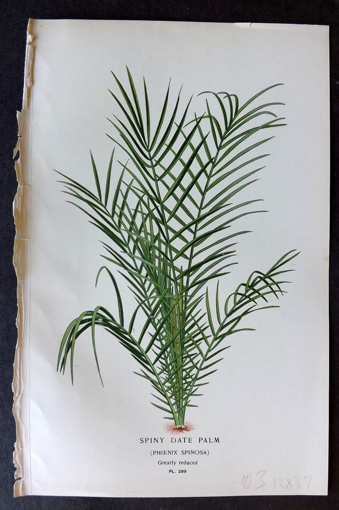 Step, Edward 1897 Antique Botanical Print. Spiny Date Palm 289: Chromolithograph Published 1896-97 by Frederick Warne & Co., London for "Favourite Flowers of Garden and Greenhouse" by Edward Step and William Watson. Paper Size: 9.5 x 6 inch (24 x 15cm) Good Condit