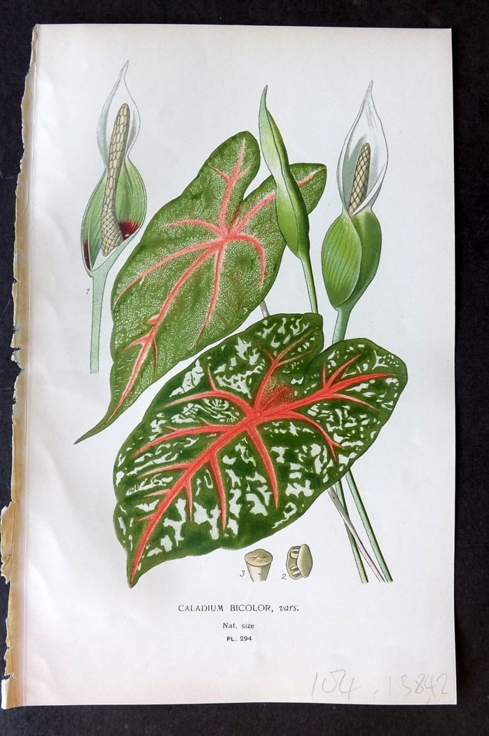 Step, Edward 1897 Antique Botanical Print. Caladium Bicolor 294: Chromolithograph Published 1896-97 by Frederick Warne & Co., London for "Favourite Flowers of Garden and Greenhouse" by Edward Step and William Watson. Paper Size: 9.5 x 6 inch (24 x 15cm) Good Condit