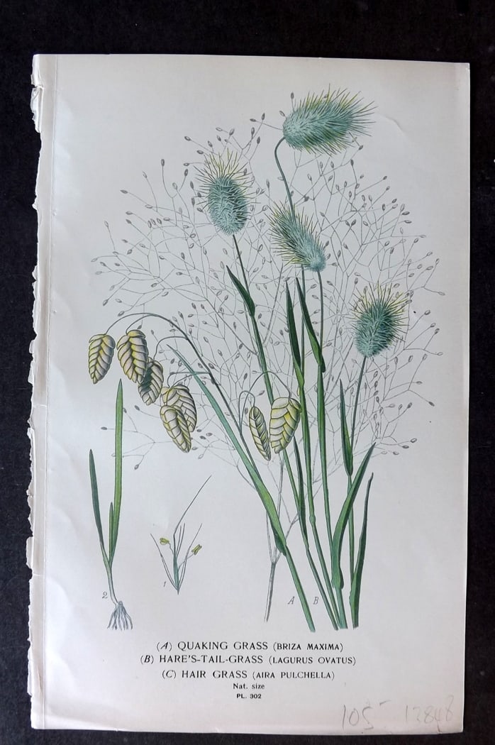 Step, Edward 1897 Antique Botanical Print. Quaking Grass, Hare's Tail Grass, Hair Grass 302: Chromolithograph Published 1896-97 by Frederick Warne & Co., London for "Favourite Flowers of Garden and Greenhouse" by Edward Step and William Watson. Paper Size: 9.5 x 6 inch (24 x 15cm) Good Condit
