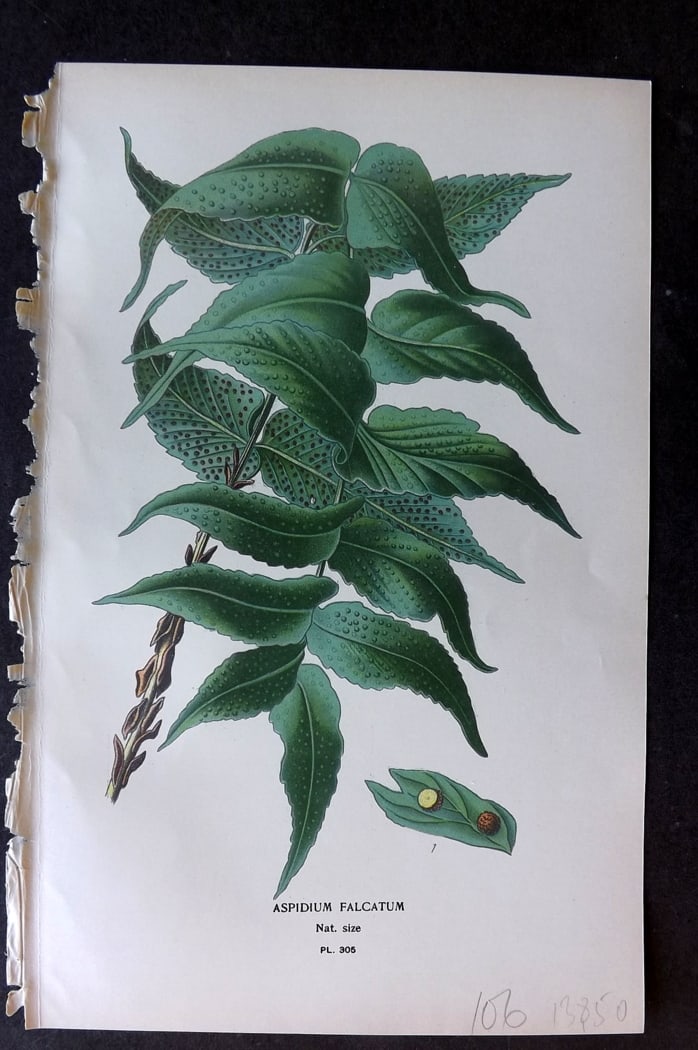 Step, Edward 1897 Antique Botanical Print. Aspidium Falcatum. Fern 305: Chromolithograph Published 1896-97 by Frederick Warne & Co., London for "Favourite Flowers of Garden and Greenhouse" by Edward Step and William Watson. Paper Size: 9.5 x 6 inch (24 x 15cm) Good Condit