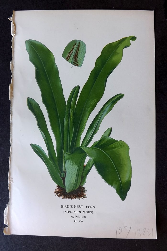 Step, Edward 1897 Antique Botanical Print. Bird Nest Fern 306 (1 of 1)