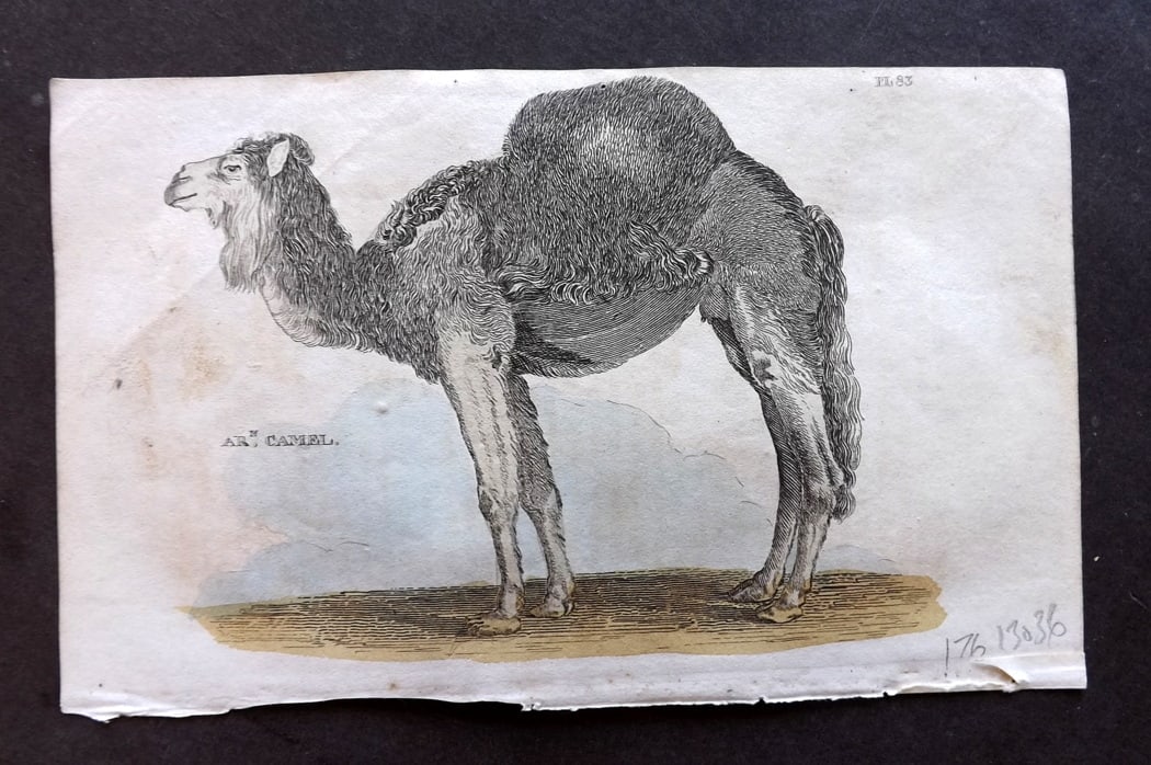 Brightly (Pub) 1811 Hand Col Print. Arabian Camel (1 of 1)
