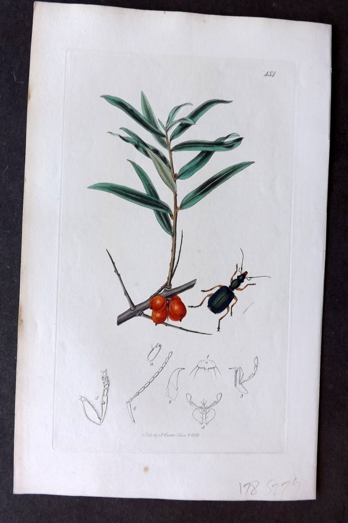 Curtis 1833 Hand Col Insect Botanical Print. Drypta Emarginata 454: Hand Colored Etching Published 1823-39, London for "British Entomology: Being Illustrations and Descriptions of the Genera of Insects found in Great Britain and Ireland" First Edition by John Curtis. 