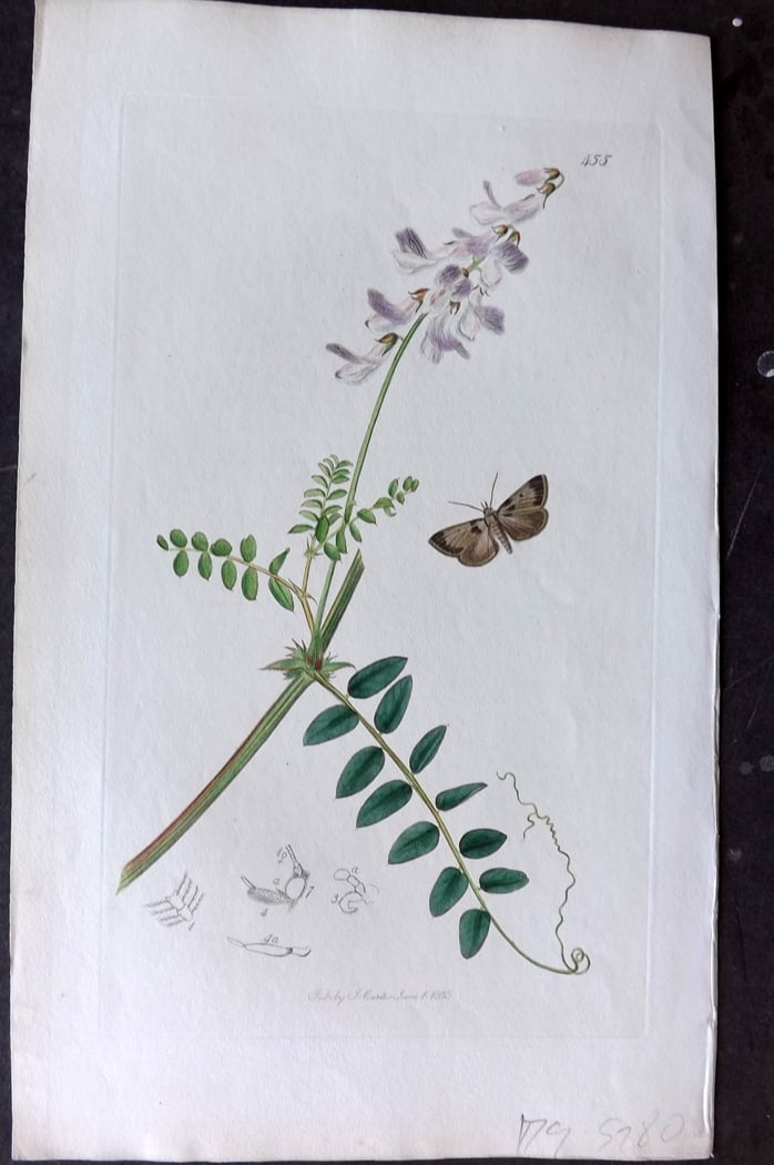 Curtis 1833 Hand Col Insect Botanical Print. Mendip Tabby Moth 455: Hand Colored Etching Published 1823-39, London for "British Entomology: Being Illustrations and Descriptions of the Genera of Insects found in Great Britain and Ireland" First Edition by John Curtis. 