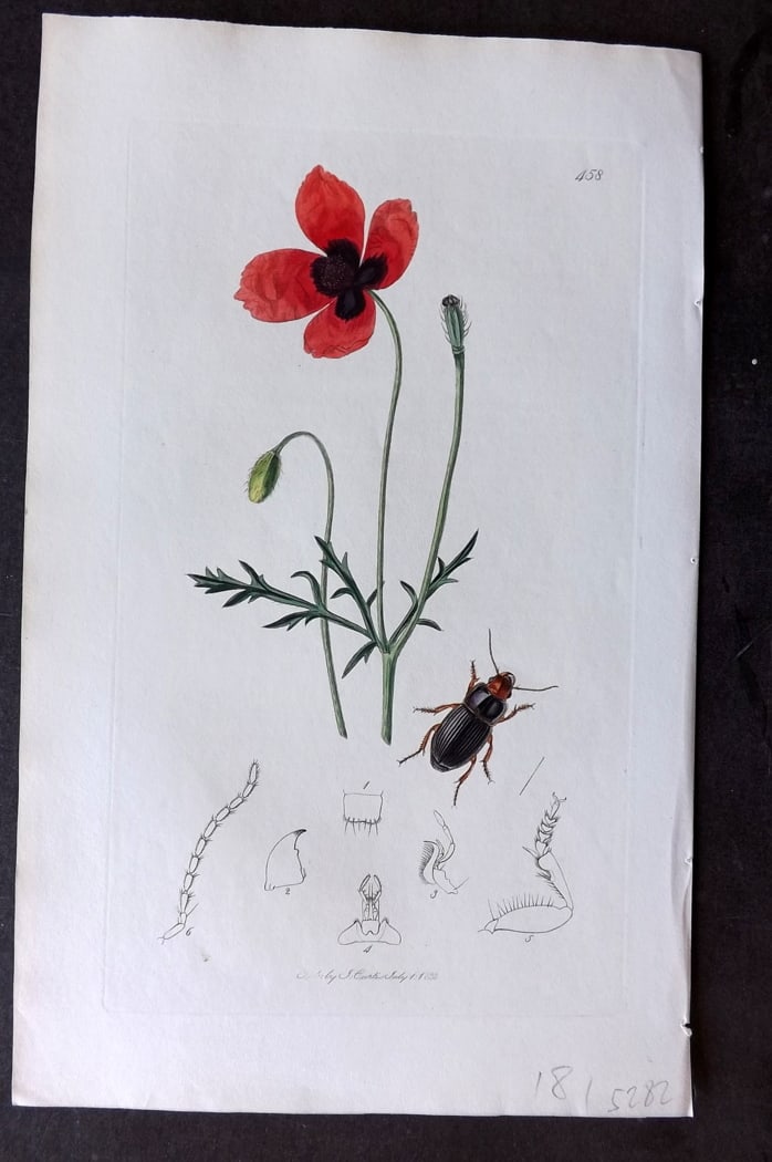 Curtis 1833 Hand Col Insect Botanical Print. Harpalus Ruficeps & Poppy 458: Hand Colored Etching Published 1823-39, London for "British Entomology: Being Illustrations and Descriptions of the Genera of Insects found in Great Britain and Ireland" First Edition by John Curtis. 