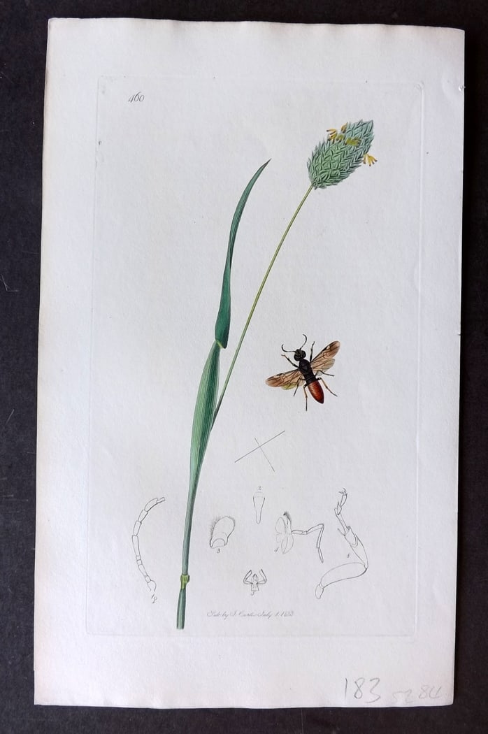 Curtis 1833 Hand Col Insect Botanical Print. Oryssus Coronatus 460: Hand Colored Etching Published 1823-39, London for "British Entomology: Being Illustrations and Descriptions of the Genera of Insects found in Great Britain and Ireland" First Edition by John Curtis. 