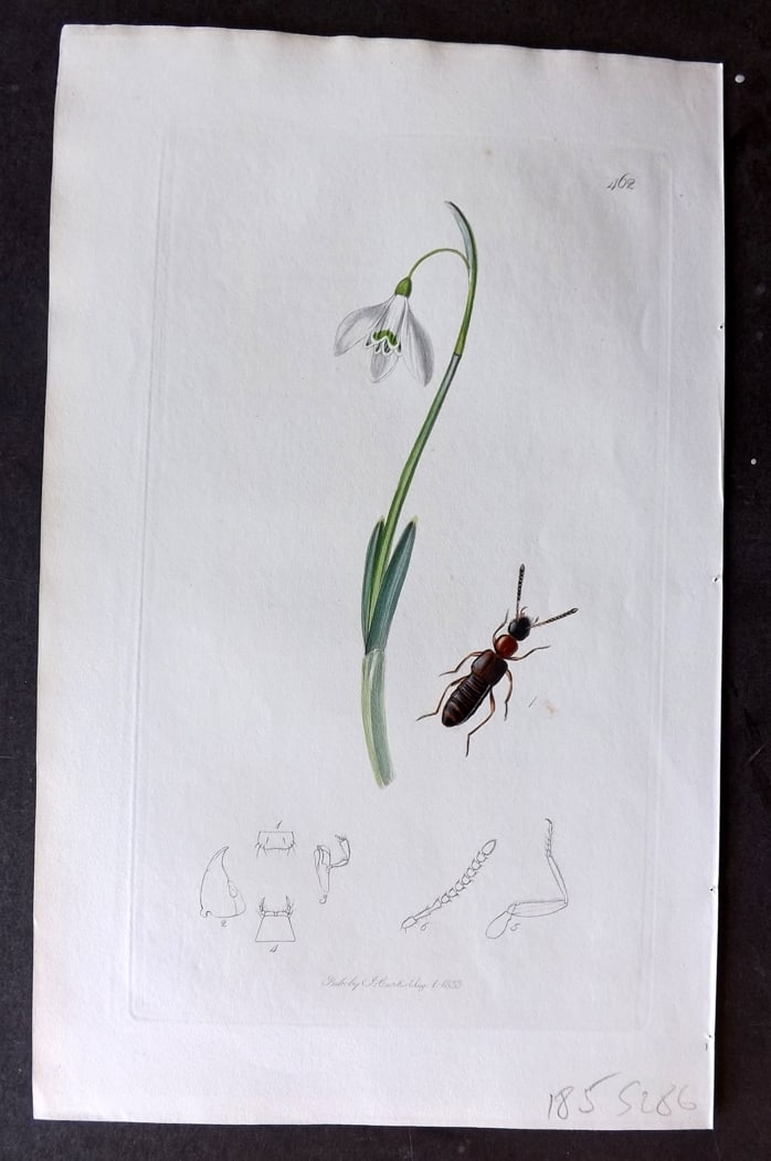 Curtis 1833 Hand Col Insect Botanical Print. Falagria Thoracica 462: Hand Colored Etching Published 1823-39, London for "British Entomology: Being Illustrations and Descriptions of the Genera of Insects found in Great Britain and Ireland" First Edition by John Curtis. 