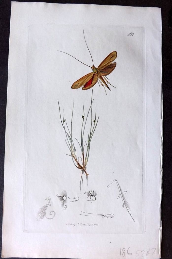 Curtis 1833 Hand Col Insect Botanical Print. Frisch's Japan or Long-horn Moth 463 (1 of 1)
