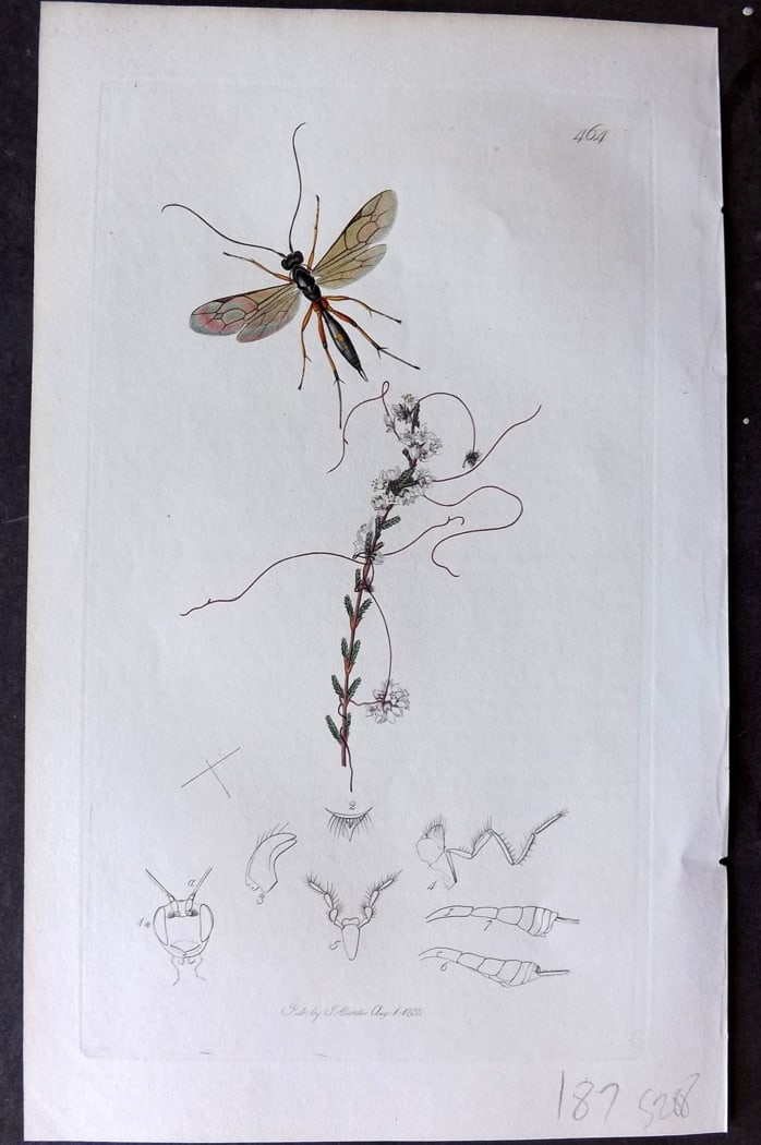 Curtis 1833 Hand Col Insect Botanical Print. Mesochorus Sericans 464: Hand Colored Etching Published 1823-39, London for "British Entomology: Being Illustrations and Descriptions of the Genera of Insects found in Great Britain and Ireland" First Edition by John Curtis. 