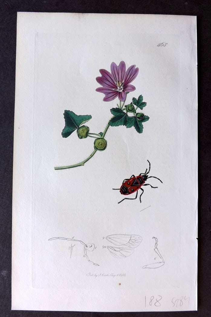Curtis 1833 Hand Col Insect Botanical Print. Pyrrhoceris Apterus 465: Hand Colored Etching Published 1823-39, London for "British Entomology: Being Illustrations and Descriptions of the Genera of Insects found in Great Britain and Ireland" First Edition by John Curtis. 