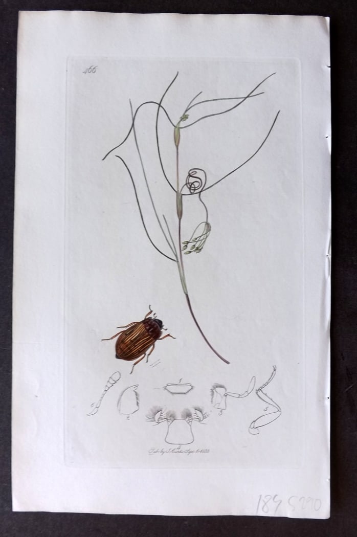 Curtis 1833 Hand Col Insect Botanical Print. Elophorus Fennicus 466: Hand Colored Etching Published 1823-39, London for "British Entomology: Being Illustrations and Descriptions of the Genera of Insects found in Great Britain and Ireland" First Edition by John Curtis. 