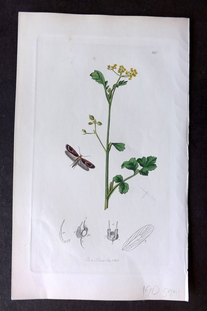 Curtis C1830 Hand Col Insect Botanical Print. Depressaria Bluntii 221: Hand Colored Etching Published 1823-39, London for "British Entomology: Being Illustrations and Descriptions of the Genera of Insects found in Great Britain and Ireland" First Edition by John Curtis. 