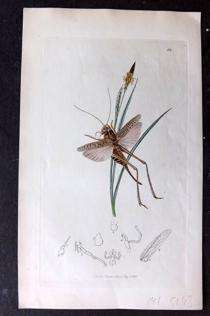 Curtis C1830 Hand Col Insect Botanical Print. Acrida Bingleii 82: Hand Colored Etching Published 1823-39, London for "British Entomology: Being Illustrations and Descriptions of the Genera of Insects found in Great Britain and Ireland" First Edition by John Curtis. 