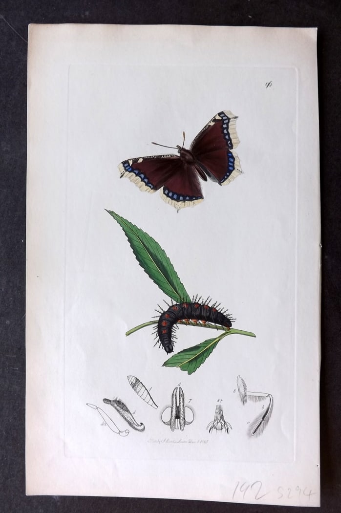 Curtis C1830 Hand Col Insect Botanical Print. Camberwell Beauty Butterfly 96: Hand Colored Etching Published 1823-39, London for "British Entomology: Being Illustrations and Descriptions of the Genera of Insects found in Great Britain and Ireland" First Edition by John Curtis. 