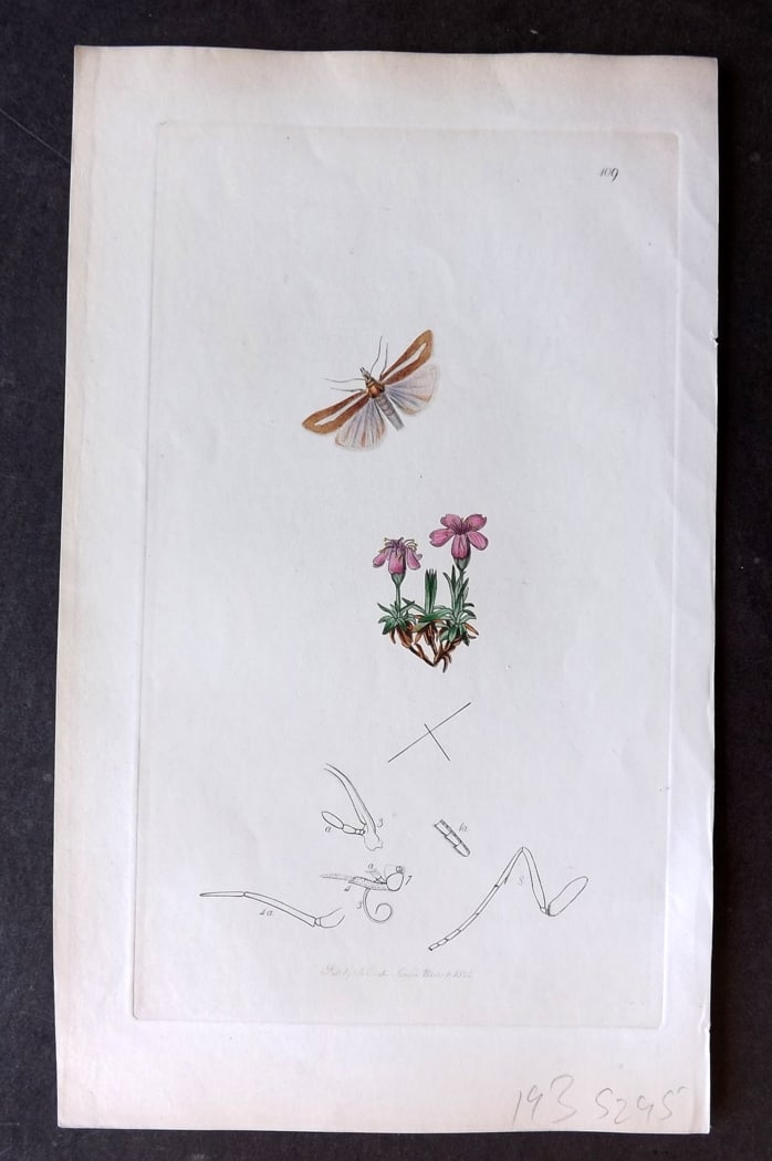 Curtis C1830 Hand Col Insect Botanical Print. Rayed Veneer 109: Hand Colored Etching Published 1823-39, London for "British Entomology: Being Illustrations and Descriptions of the Genera of Insects found in Great Britain and Ireland" First Edition by John Curtis. 