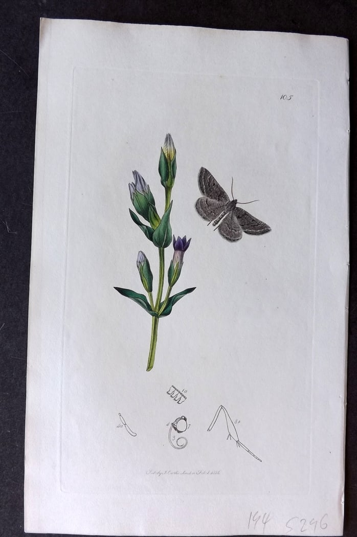 Curtis C1830 Hand Col Insect Botanical Print. Charissa Operaria 105: Hand Colored Etching Published 1823-39, London for "British Entomology: Being Illustrations and Descriptions of the Genera of Insects found in Great Britain and Ireland" First Edition by John Curtis. 