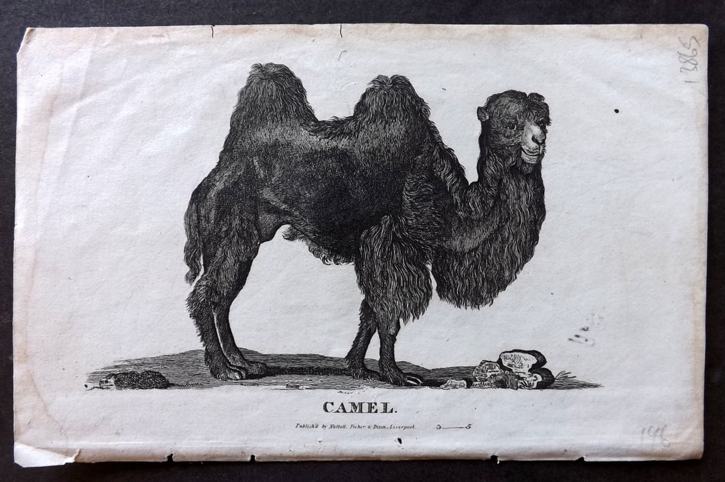 Goldsmith, Oliver C1815 Antique Print. Camael: Copper Plate Published C1815, Liverpool for "A History of the Earth and Animated Nature" by Oliver Goldsmith. Paper Size: 8 x 5 inch (21 x 13cm) Some margin toning/staining. Image fine