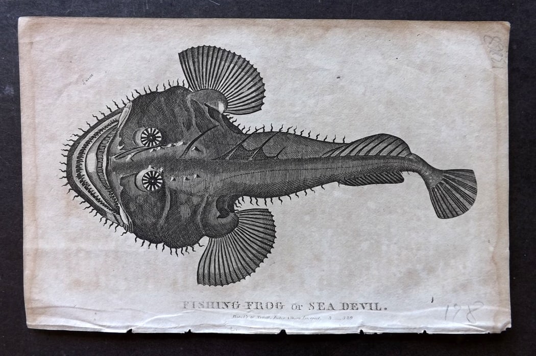 Goldsmith, Oliver C1815 Antique Print. Fishing Frog or Sea Devil. Monkfish (1 of 1)
