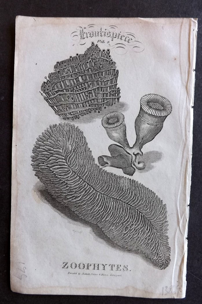 Goldsmith, Oliver C1815 Antique Print. Zoophytes: Copper Plate Published C1815, Liverpool for "A History of the Earth and Animated Nature" by Oliver Goldsmith. Paper Size: 8 x 5 inch (21 x 13cm) Background toning present.