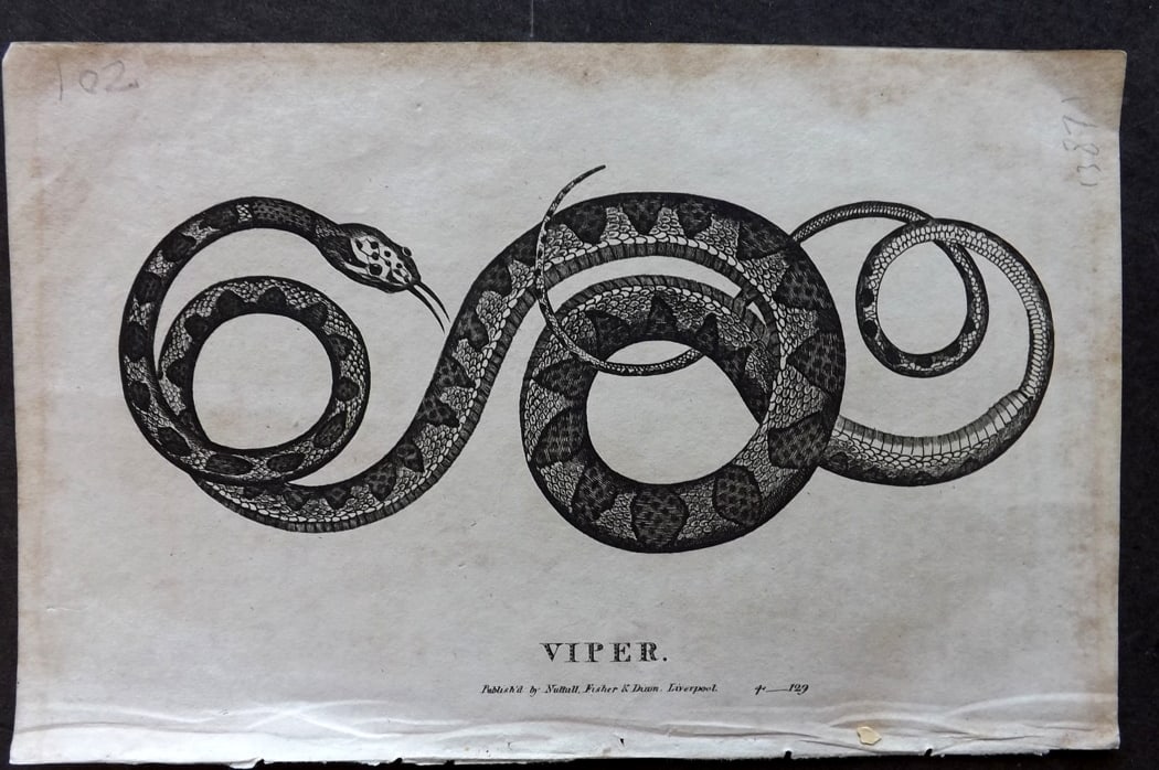 Goldsmith, Oliver C1815 Antique Print. Viper Snake: Copper Plate Published C1815, Liverpool for "A History of the Earth and Animated Nature" by Oliver Goldsmith. Paper Size: 8 x 5 inch (21 x 13cm) Background toning present.