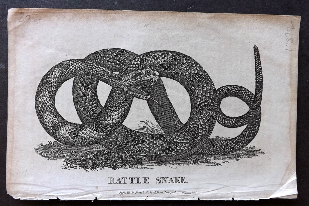 Goldsmith, Oliver C1815 Antique Print. Rattle Snake: Copper Plate Published C1815, Liverpool for "A History of the Earth and Animated Nature" by Oliver Goldsmith. Paper Size: 8 x 5 inch (21 x 13cm) Background toning present.