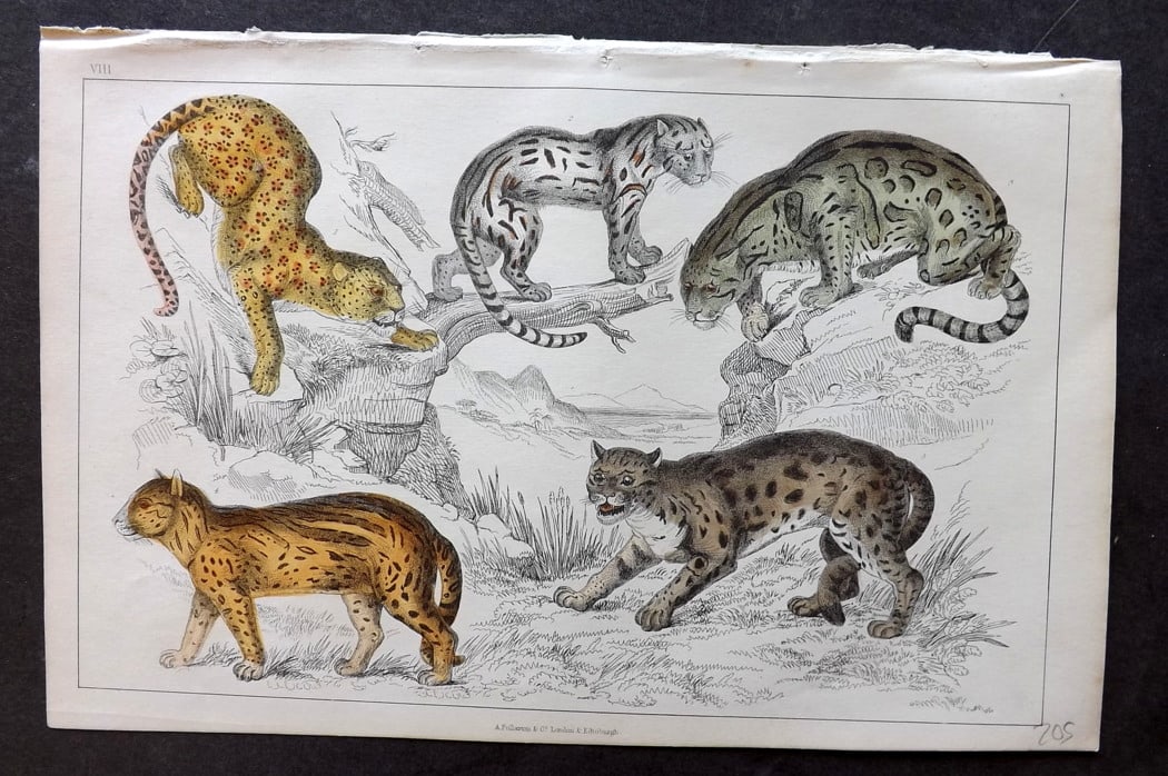 Goldsmith 1851 Hand Col Print. Big Cats: Hand Colored Etching/Engraving Published 1851 by A. Fullarton & Co., London for "A History of the Earth and Animated Nature" by Oliver Goldsmith. Paper Size: 10 x 6 inch (25 x 16cm) Good Condition