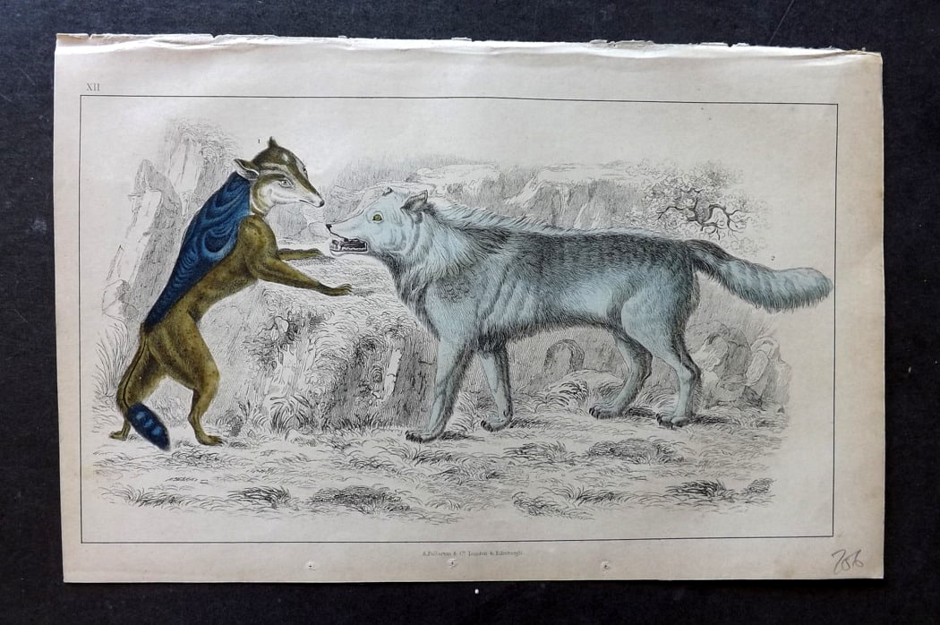 Goldsmith 1851 Hand Col Print. Cape Jackall. American Grey Wolf: Hand Colored Etching/Engraving Published 1851 by A. Fullarton & Co., London for "A History of the Earth and Animated Nature" by Oliver Goldsmith. Paper Size: 10 x 6 inch (25 x 16cm) Good Condition