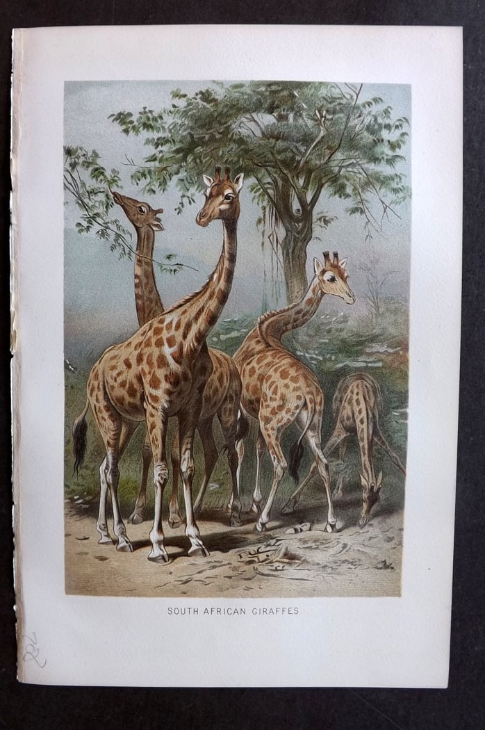 Lydekker, Richard 1896 Antique Print. South African Giraffes (1 of 1)