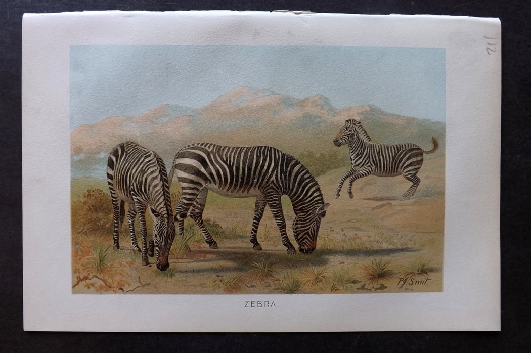 Lydekker, Richard 1896 Antique Print. Zebra (1 of 1)