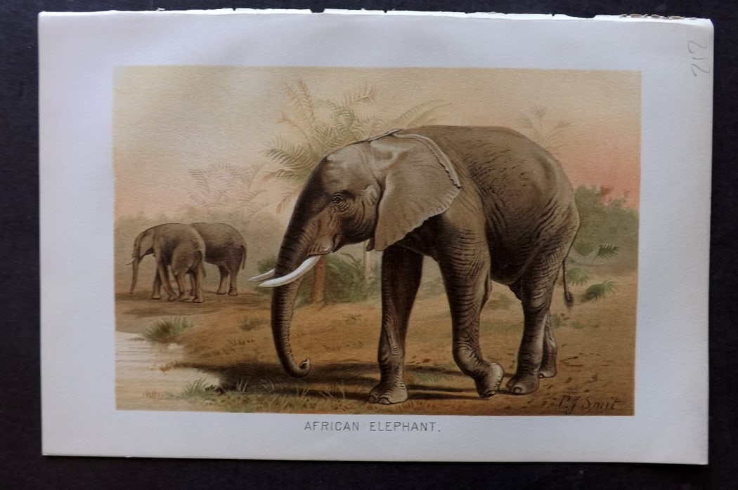 Lydekker, Richard 1896 Antique Print. African Elephant: Chromolithograph Published 1894-96, London for "The Royal Natural History" by Richard Lydekker. Illustrated by Smit, Keulemans, Wolf and others. Paper Size: 10 x 6.5 inch (25 x 16.5cm) Good Condition