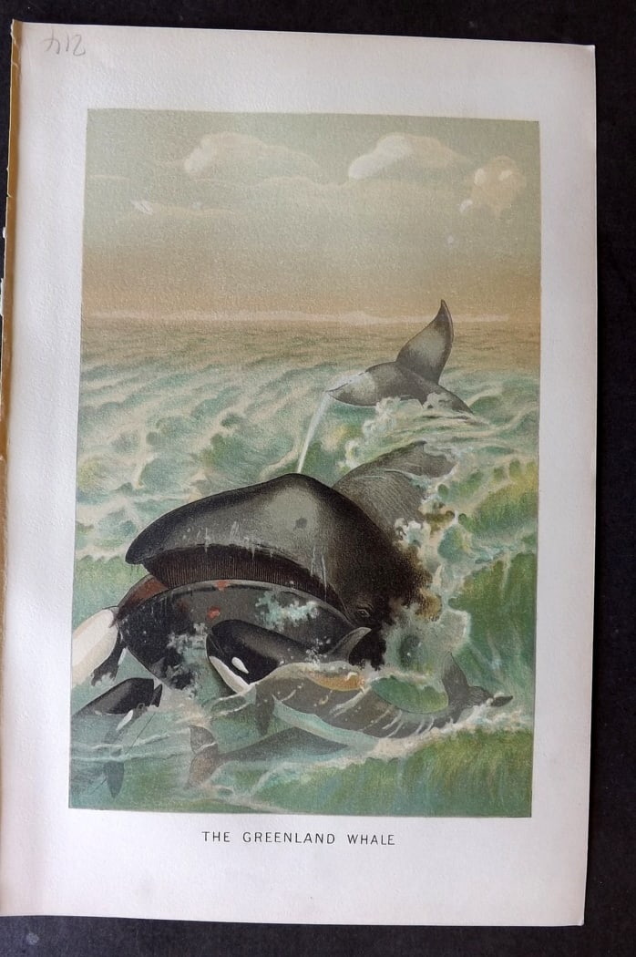 Lydekker, Richard 1896 Antique Print. Greenland Whale: Chromolithograph Published 1894-96, London for "The Royal Natural History" by Richard Lydekker. Illustrated by Smit, Keulemans, Wolf and others. Paper Size: 10 x 6.5 inch (25 x 16.5cm) Good Condition