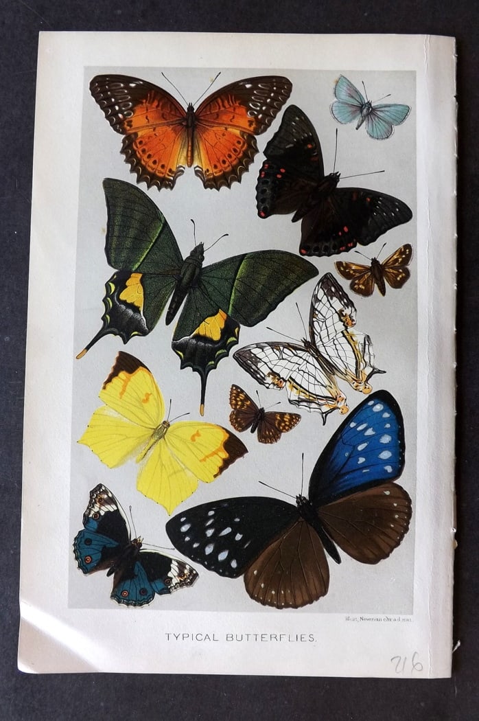Lydekker, Richard 1896 Antique Print. Typical Butterflies: Chromolithograph Published 1894-96, London for "The Royal Natural History" by Richard Lydekker. Illustrated by Smit, Keulemans, Wolf and others. Paper Size: 10 x 6.5 inch (25 x 16.5cm) Good Condition