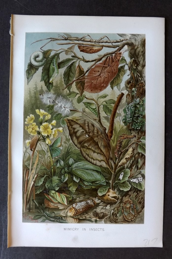 Lydekker, Richard 1896 Antique Print. Mimicry in Insects: Chromolithograph Published 1894-96, London for "The Royal Natural History" by Richard Lydekker. Illustrated by Smit, Keulemans, Wolf and others. Paper Size: 10 x 6.5 inch (25 x 16.5cm) Good Condition