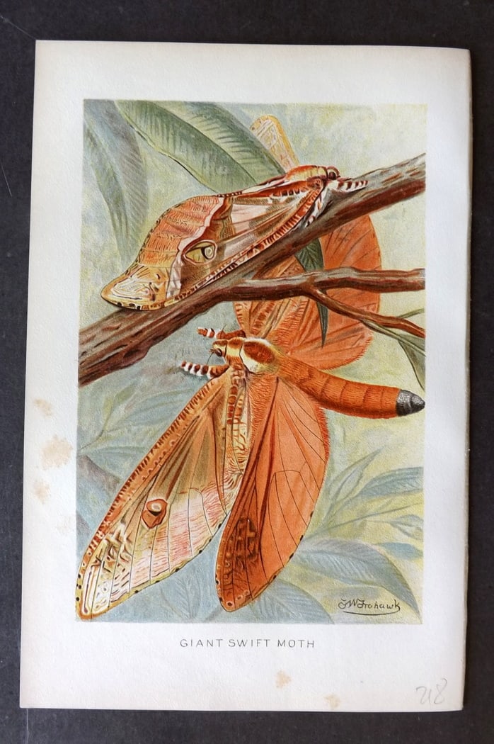 Lydekker, Richard 1896 Antique Print. Giant Swift Moth: Chromolithograph Published 1894-96, London for "The Royal Natural History" by Richard Lydekker. Illustrated by Smit, Keulemans, Wolf and others. Paper Size: 10 x 6.5 inch (25 x 16.5cm) Very minor marg