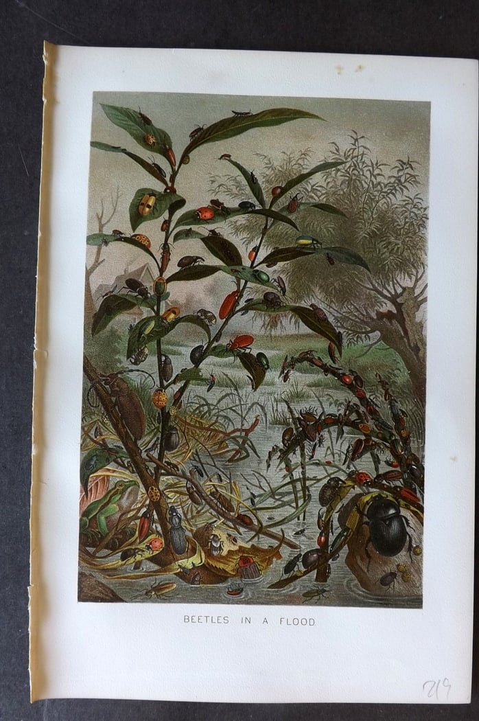 Lydekker, Richard 1896 Antique Print. Beetles in a Flood: Chromolithograph Published 1894-96, London for "The Royal Natural History" by Richard Lydekker. Illustrated by Smit, Keulemans, Wolf and others. Paper Size: 10 x 6.5 inch (25 x 16.5cm) Good Condition