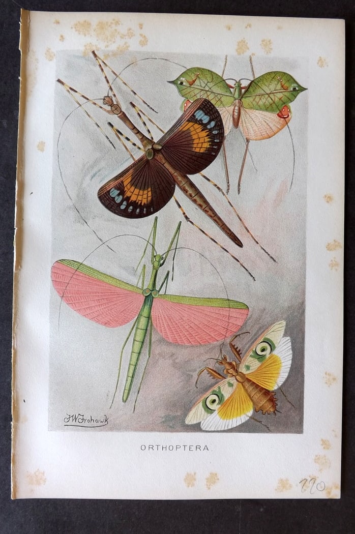 Lydekker, Richard 1896 Antique Print. Orthoptera: Chromolithograph Published 1894-96, London for "The Royal Natural History" by Richard Lydekker. Illustrated by Smit, Keulemans, Wolf and others. Paper Size: 10 x 6.5 inch (25 x 16.5cm) Some toning pre