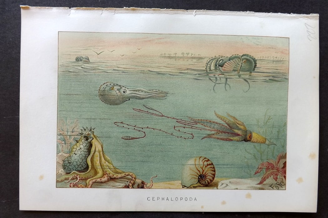 Lydekker, Richard 1896 Antique Print. Cephalopoda Jellyfish: Chromolithograph Published 1894-96, London for "The Royal Natural History" by Richard Lydekker. Illustrated by Smit, Keulemans, Wolf and others. Paper Size: 10 x 6.5 inch (25 x 16.5cm) Very minor marg