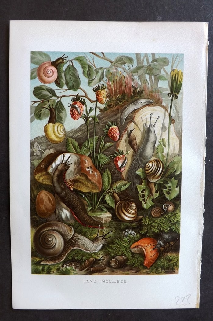 Lydekker, Richard 1896 Antique Print. Land Molluscs: Chromolithograph Published 1894-96, London for "The Royal Natural History" by Richard Lydekker. Illustrated by Smit, Keulemans, Wolf and others. Paper Size: 10 x 6.5 inch (25 x 16.5cm) Good Condition