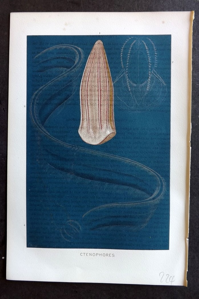 Lydekker, Richard 1896 Antique Print. Ctenophores Jellyfish: Chromolithograph Published 1894-96, London for "The Royal Natural History" by Richard Lydekker. Illustrated by Smit, Keulemans, Wolf and others. Paper Size: 10 x 6.5 inch (25 x 16.5cm) Some text offse