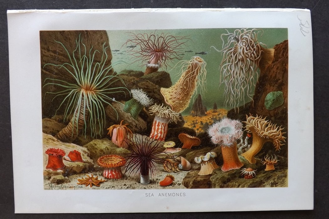 Lydekker, Richard 1896 Antique Print. Sea Anemones: Chromolithograph Published 1894-96, London for "The Royal Natural History" by Richard Lydekker. Illustrated by Smit, Keulemans, Wolf and others. Paper Size: 10 x 6.5 inch (25 x 16.5cm) Good Condition