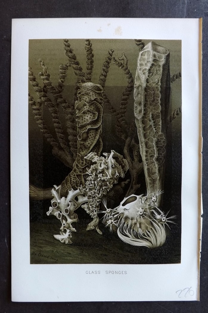 Lydekker, Richard 1896 Antique Print. Glass Sponges: Chromolithograph Published 1894-96, London for "The Royal Natural History" by Richard Lydekker. Illustrated by Smit, Keulemans, Wolf and others. Paper Size: 10 x 6.5 inch (25 x 16.5cm) Very minor offs