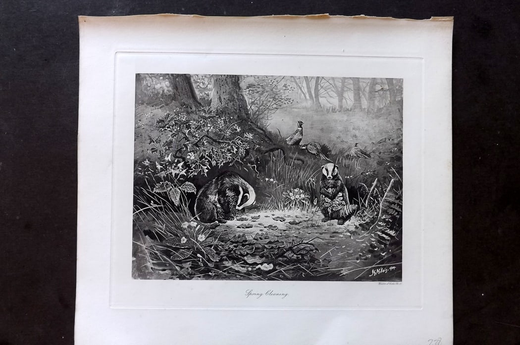Millais, John 1904 Rare Folio Print. Badgers - Spring Cleaning: Folio Photogravure Published 1904, London for "The Mammals of Great Britain and Ireland" by John Guille Millais. Illustrated by Archibald Thorburn, George Lodge and the Author. Rare - Limited Edition 