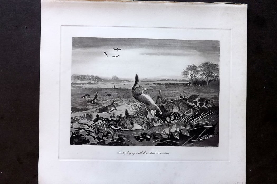 Millais, John 1904 Rare Folio Print. Rabbit Hare Stoat - A Stoat Playing with his intended victims: Folio Photogravure Published 1904, London for "The Mammals of Great Britain and Ireland" by John Guille Millais. Illustrated by Archibald Thorburn, George Lodge and the Author. Rare - Limited Edition 