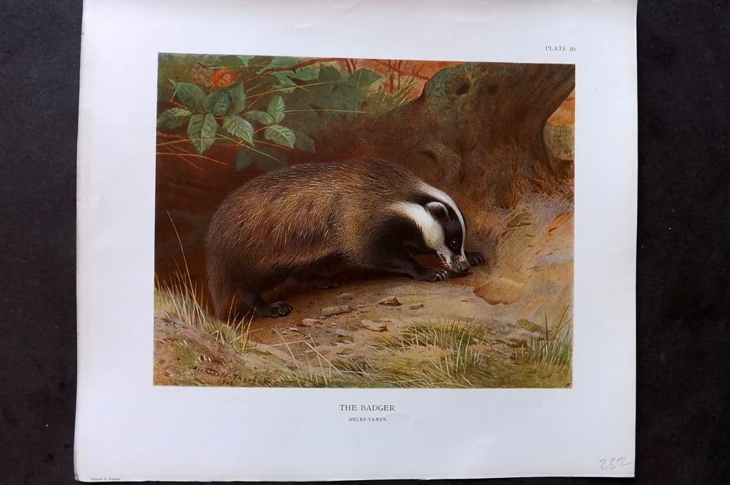 Millais, John 1904 Rare Folio Print. The Badger: Folio Offset Lithograph Published 1904, London for "The Mammals of Great Britain and Ireland" by John Guille Millais. Illustrated by Archibald Thorburn, George Lodge and the Author. Rare - Limited Edi